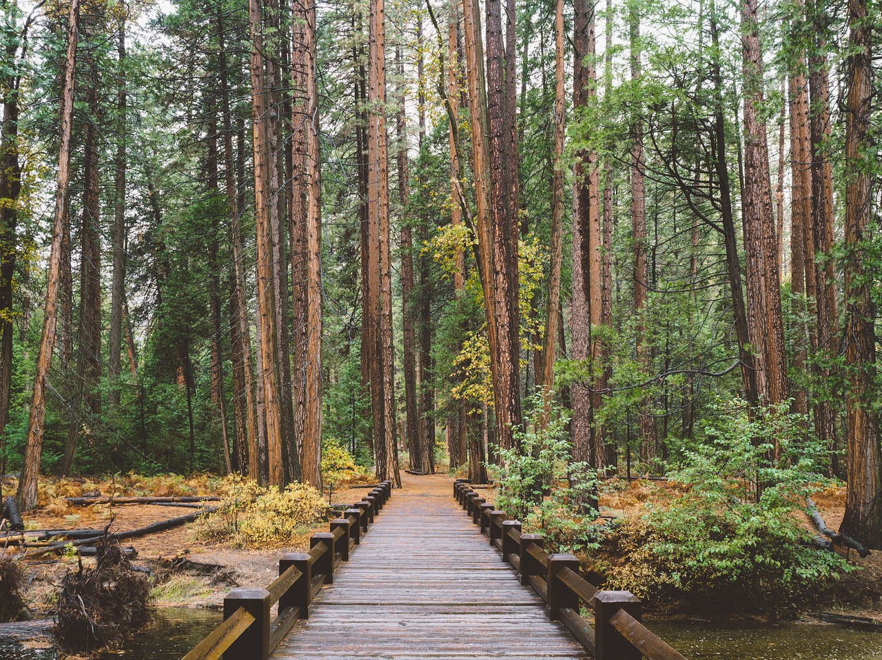 Image - pathway bridge outdoor nature