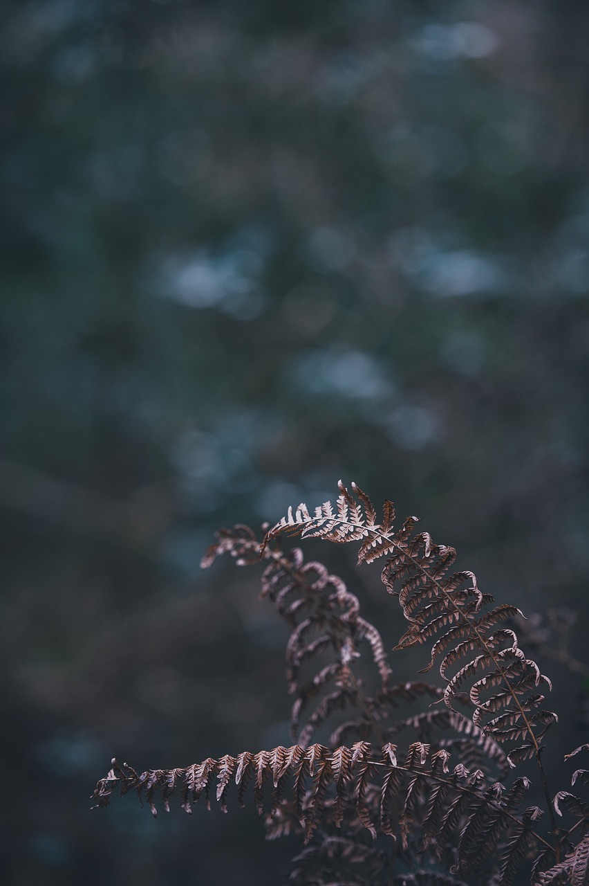 Image - fern leaf plant nature dark