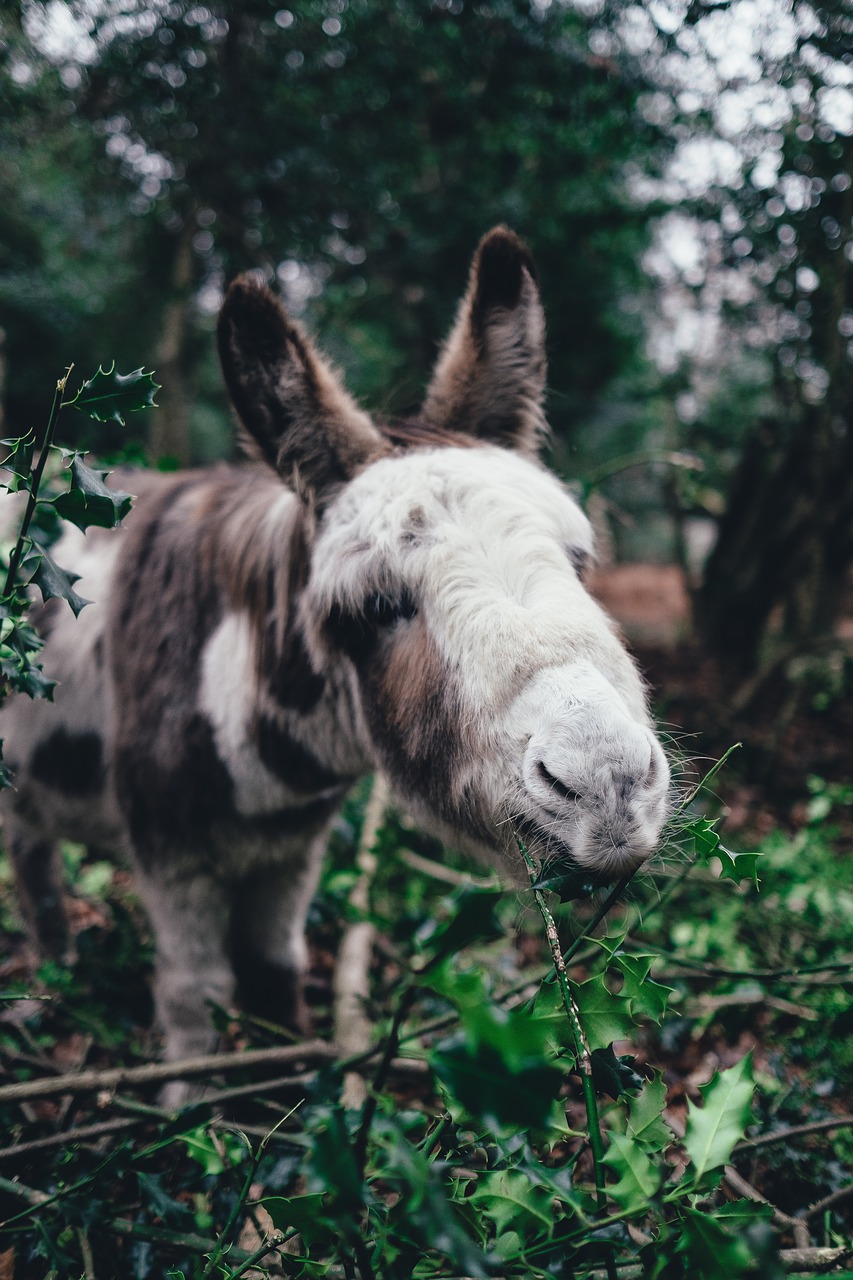 Image - pony green grass animal outdoor