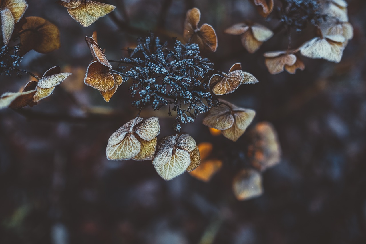 Image - dark blur outdoor nature green