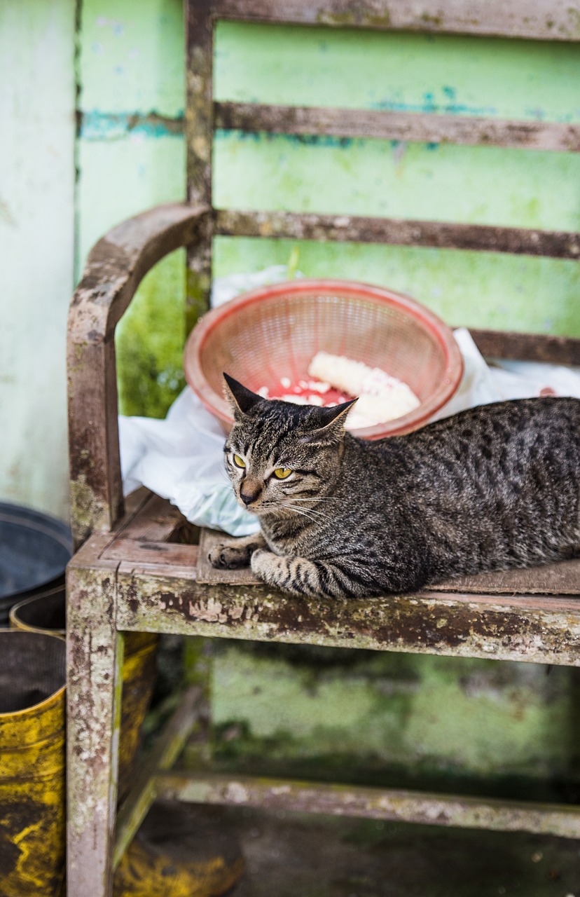 Image - blur bench steel metal cat pet