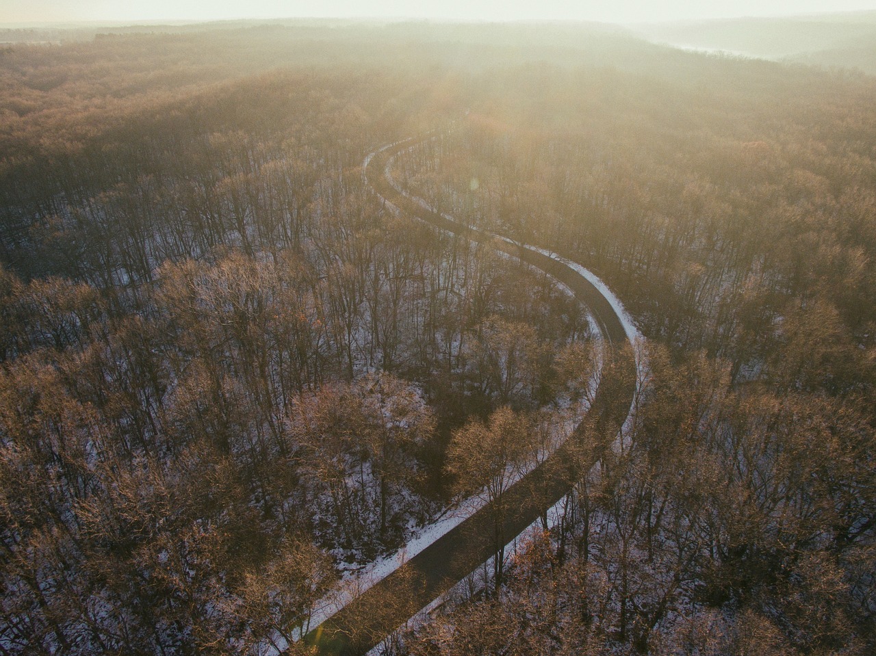 Image - trees plant nature road path