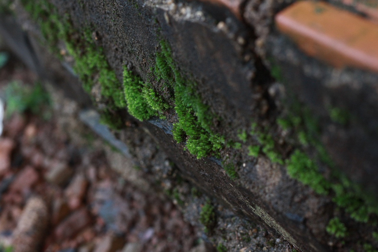 Image - moss green texture tree macro wet