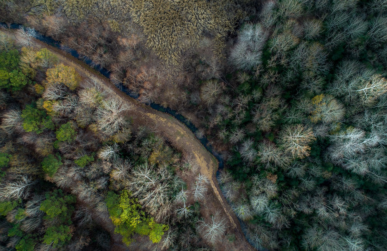 Image - trees plant nature path road