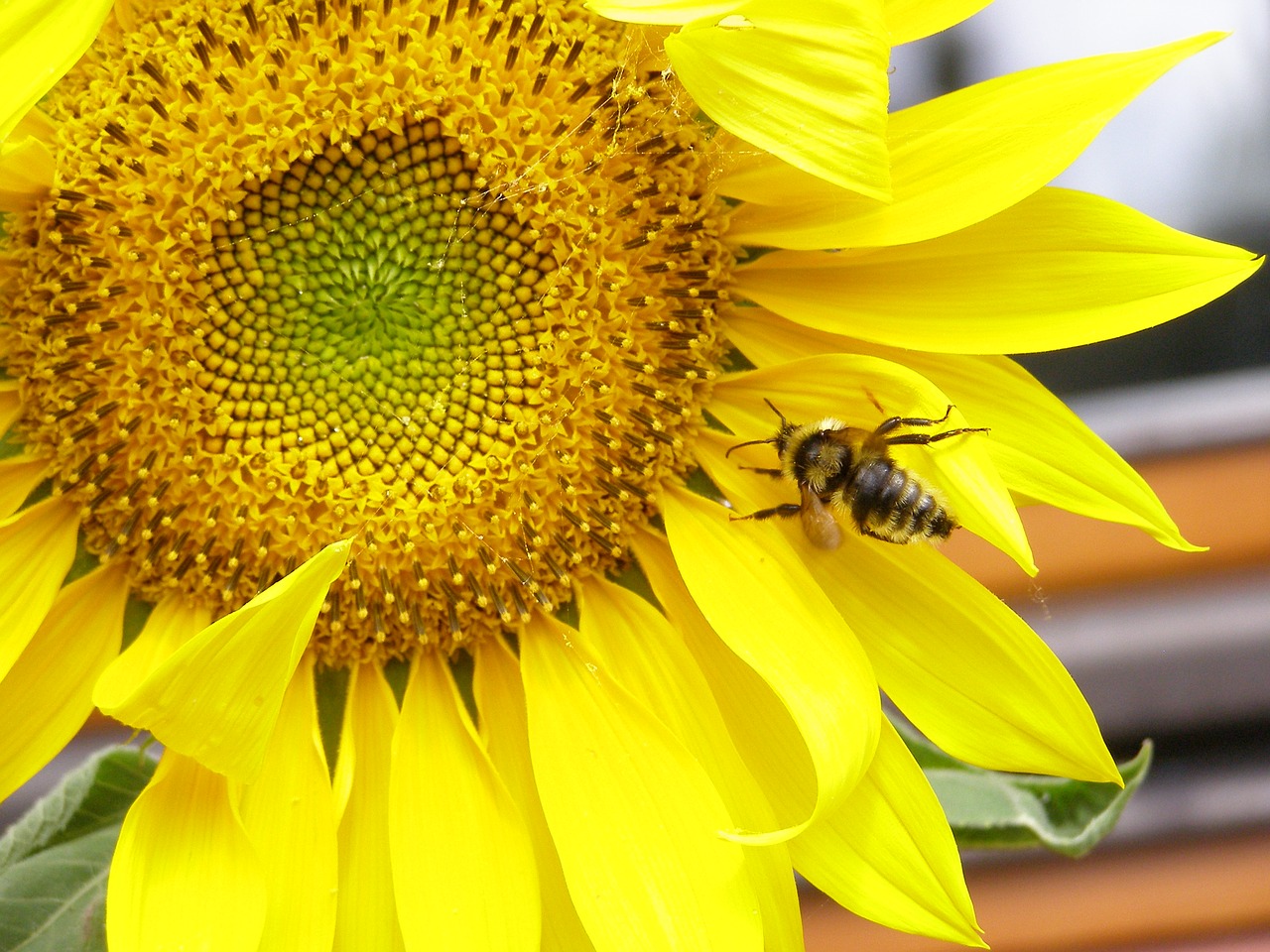 Image - sunflower yellow summer plant