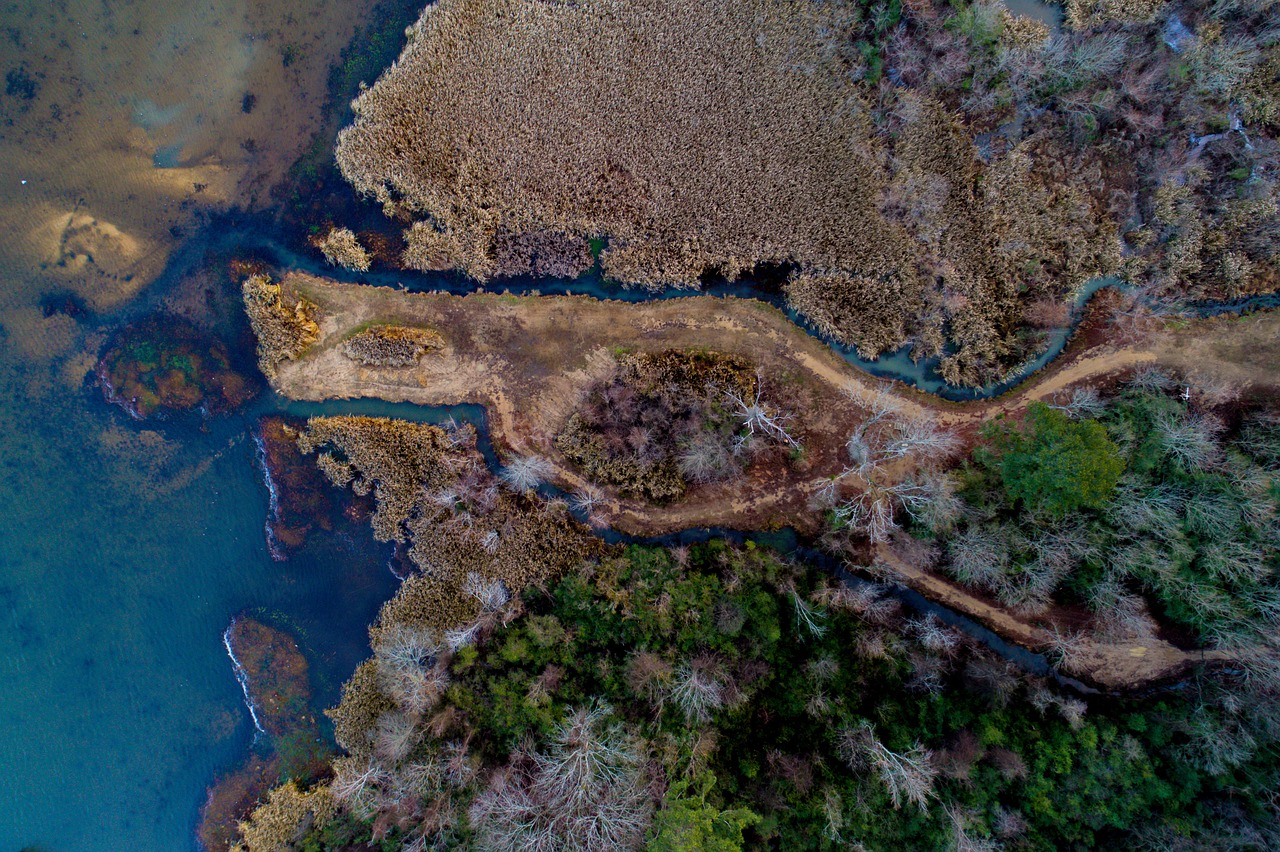 Image - trees plant aerial view sea water