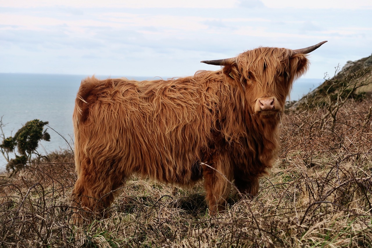 Image - highland cow cattle animal sea