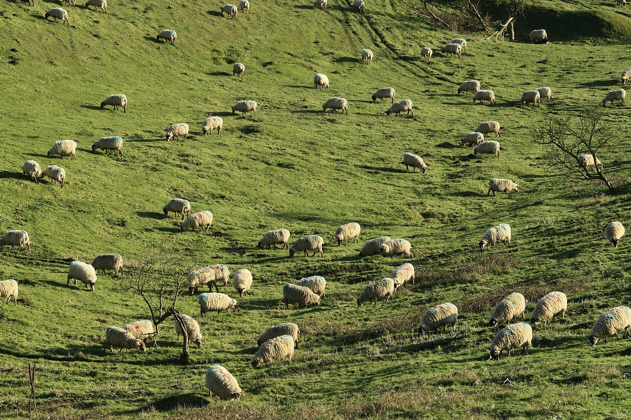 Image - green grass herd animal sheep