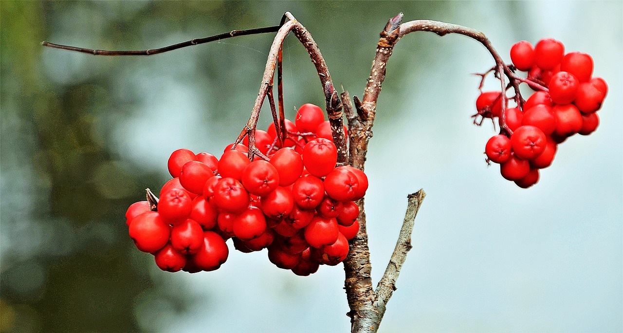 Image - red berries berry bird food riga