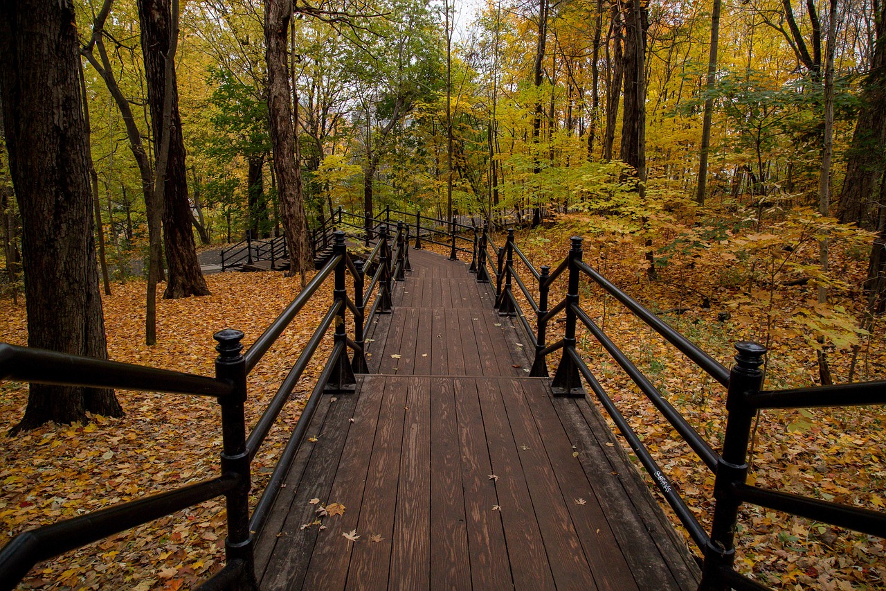 Image - leaf fall autumn blur trees plant