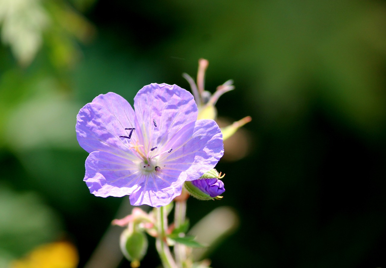 Image - meadow cranesbill cranesbill blossom