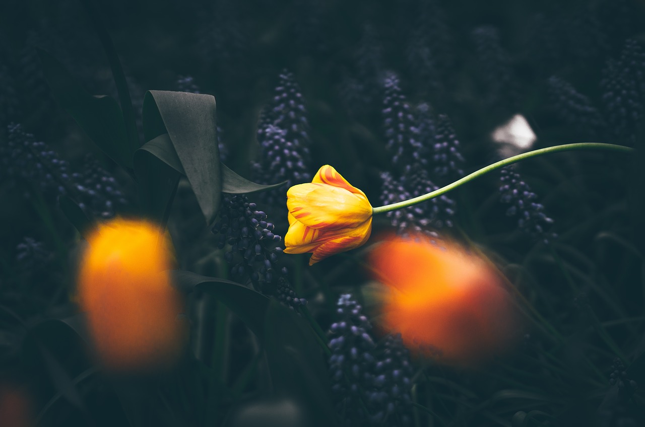 Image - yellow flower dark blur garden