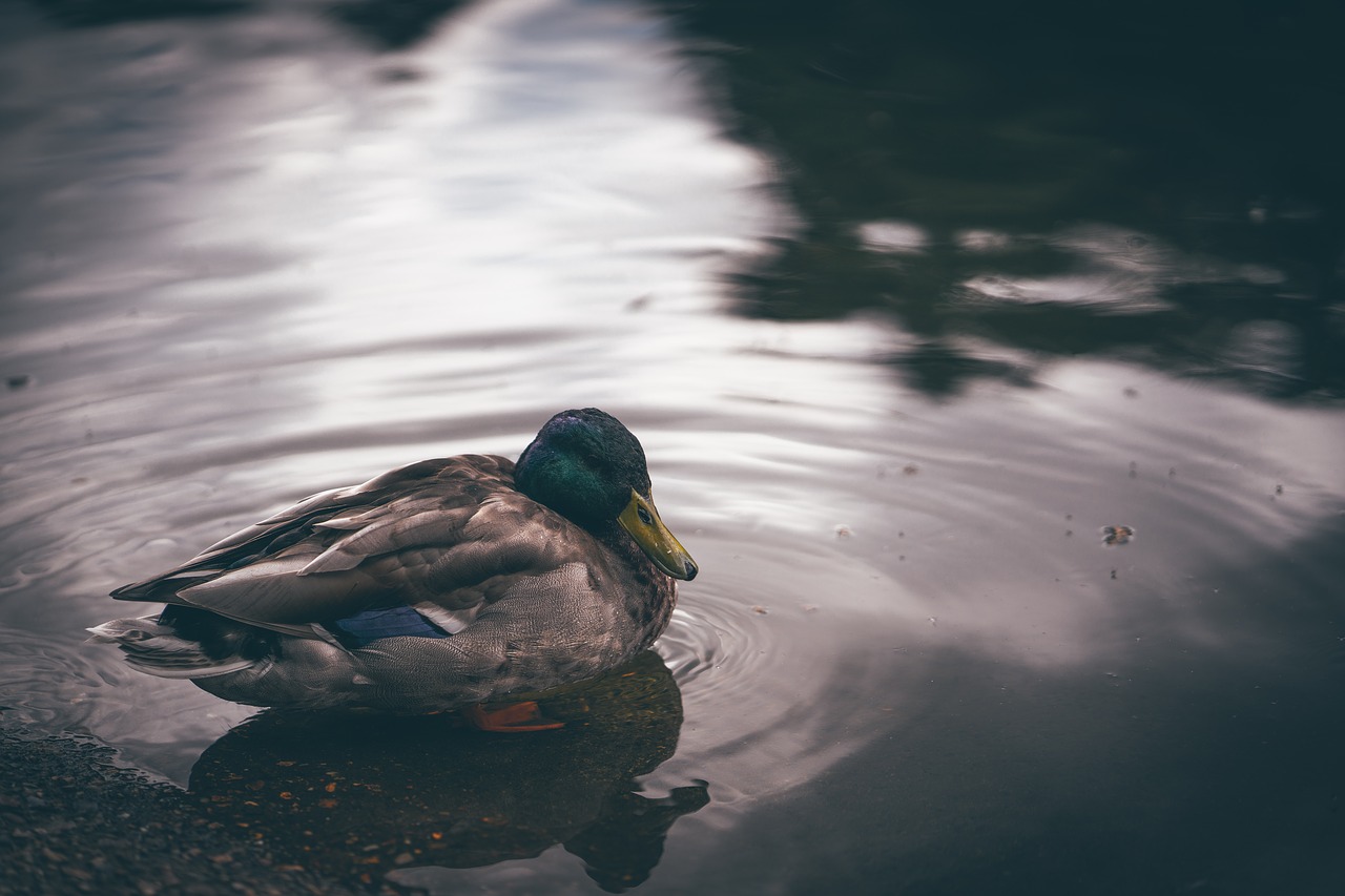 Image - duck bird animal sea water dark