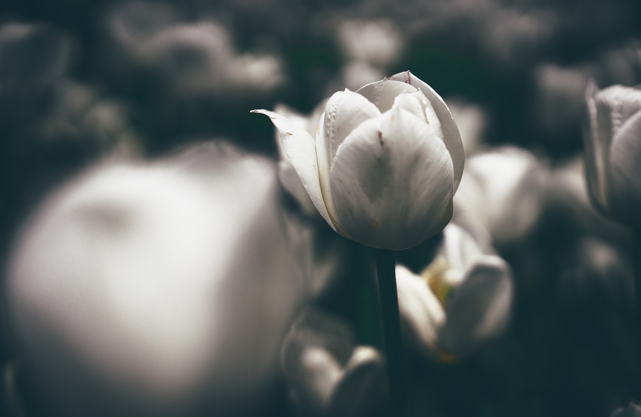 Image - flower petal bloom blur dark