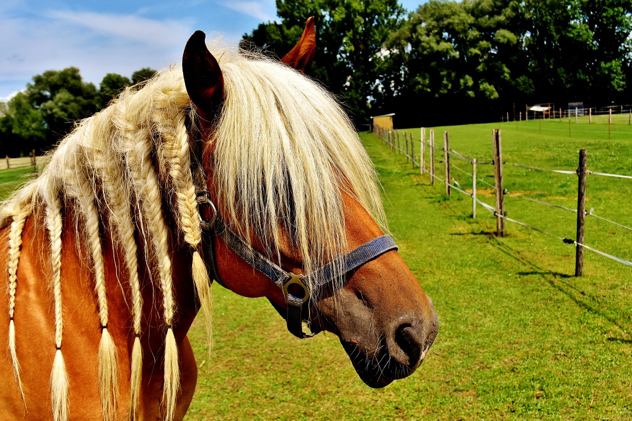 Image - haflinger horse mane horse head