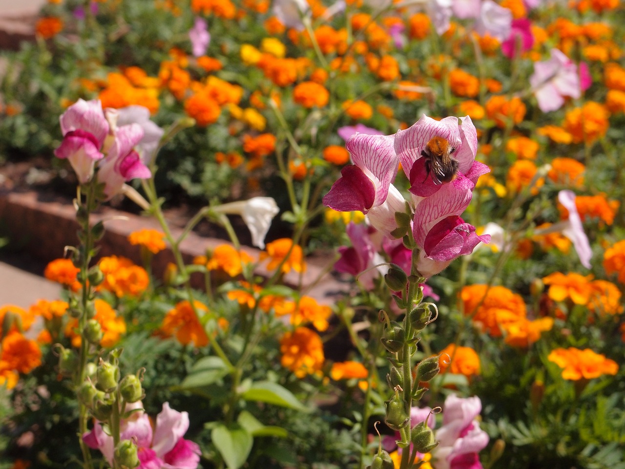 Image - flowers flower bed snapdragons pink