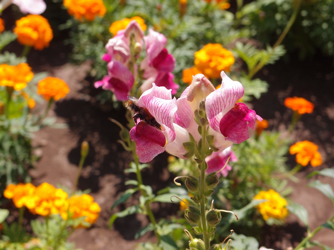 Image - flowers flower bed snapdragons pink