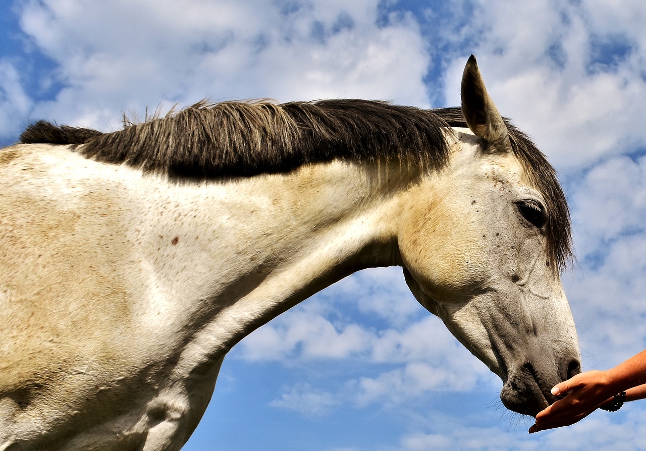Image - pony mold horse love for animals