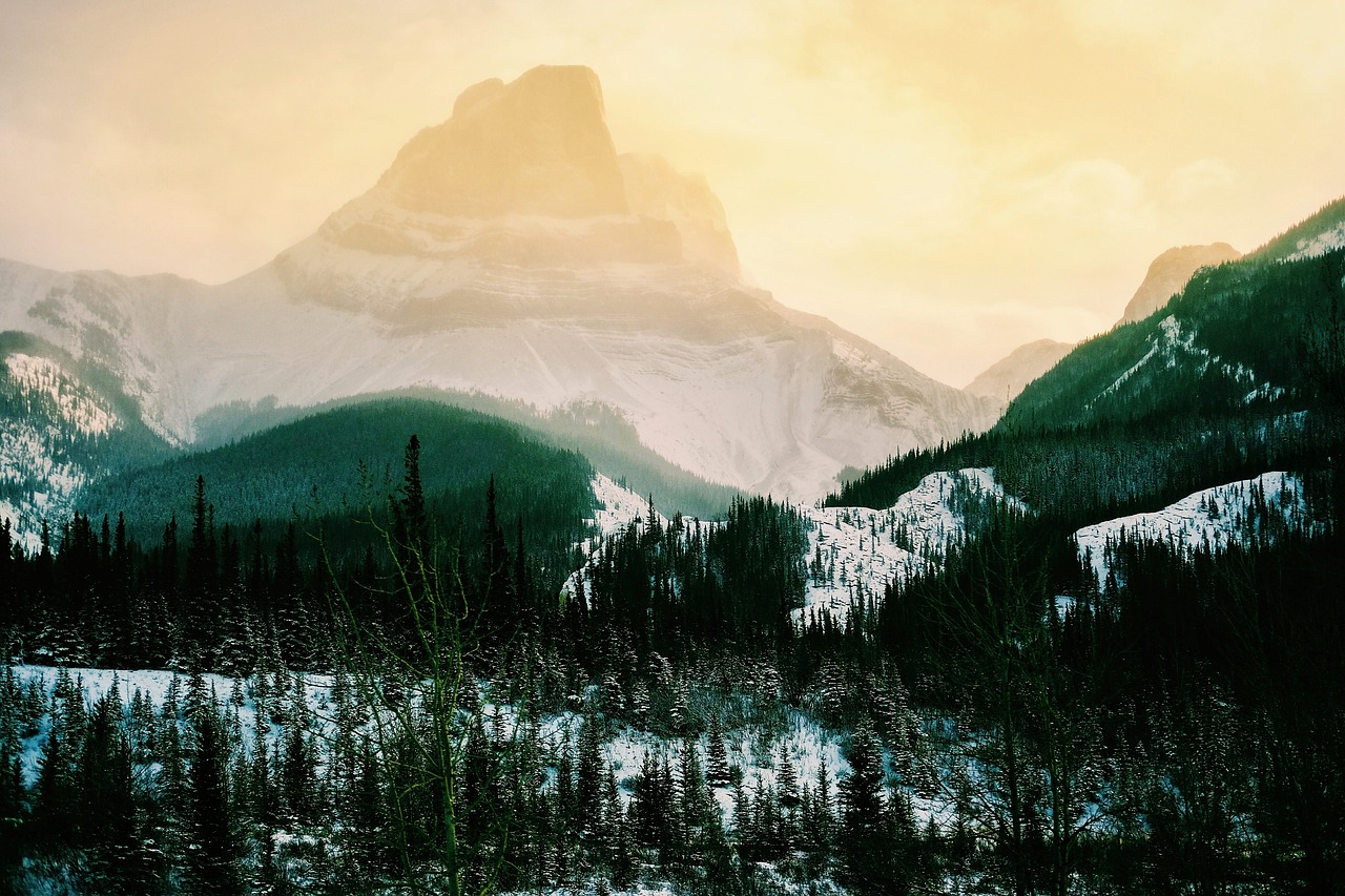 Image - mountain highland trees plant