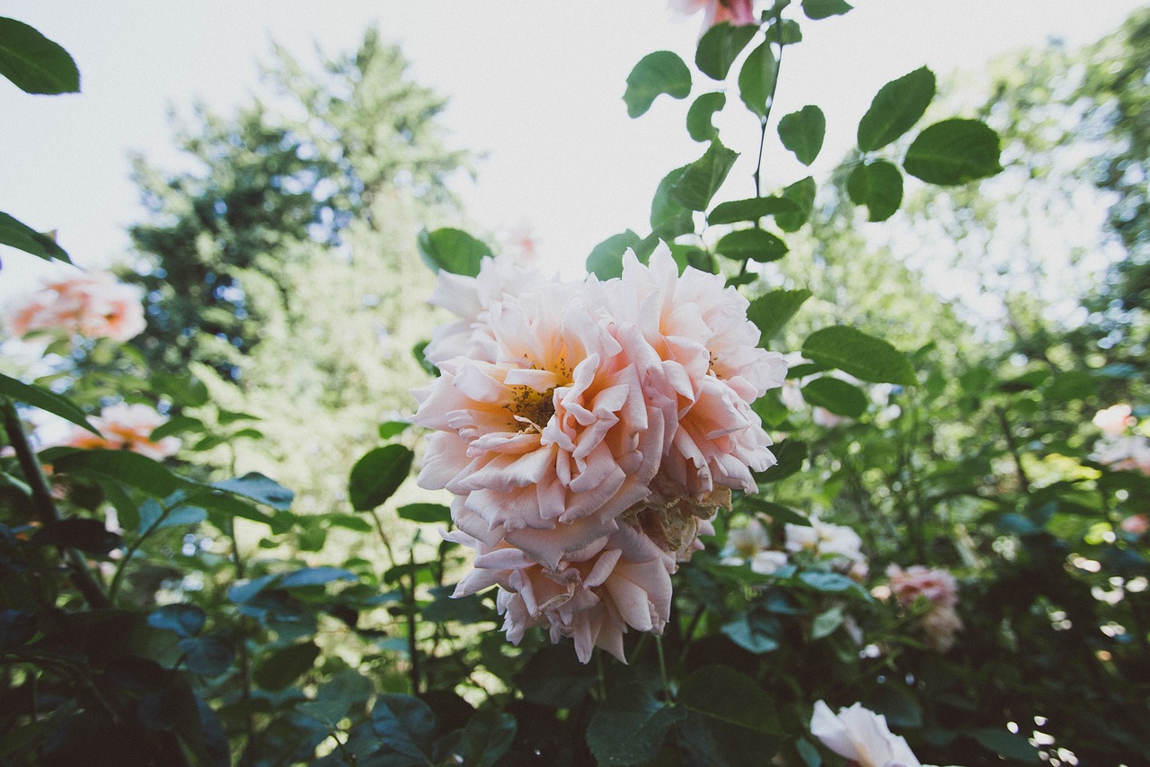 Image - rose pink petals flower nature