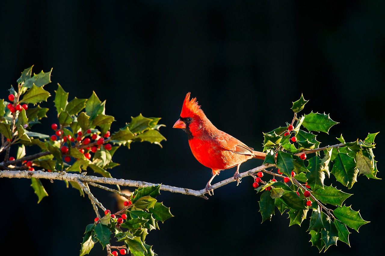 Image - bird animal tree branch plant