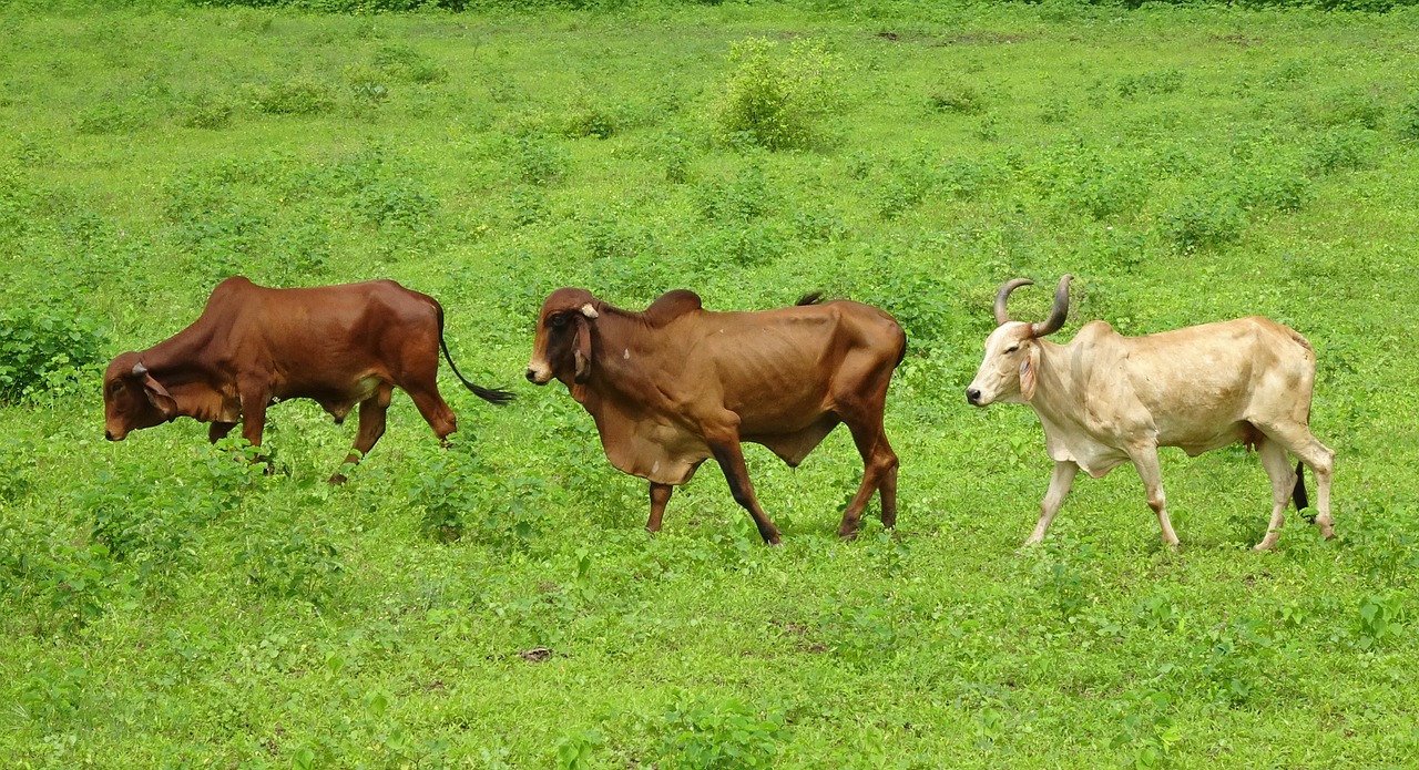 Image - cattle gir breed bull cow brahman