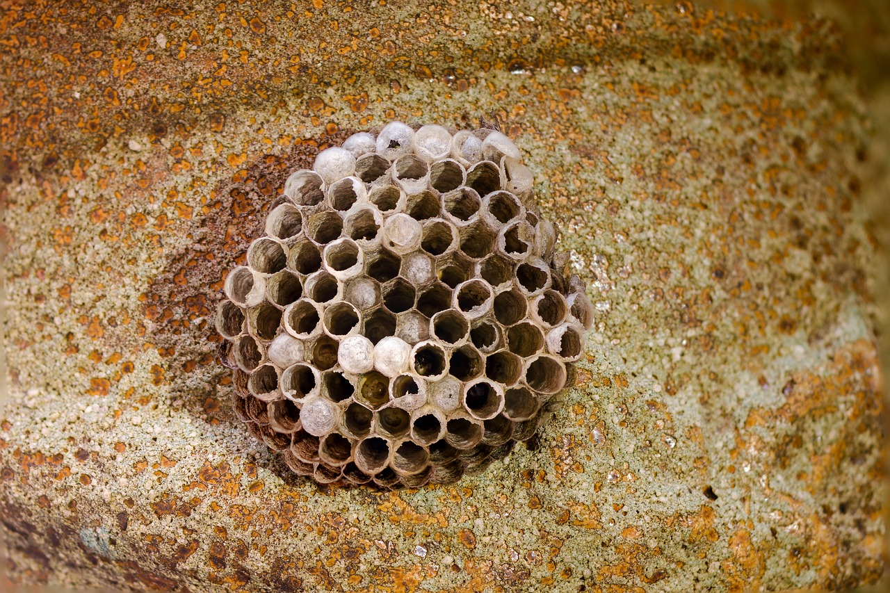 Image - honeycomb wasp combs the hive