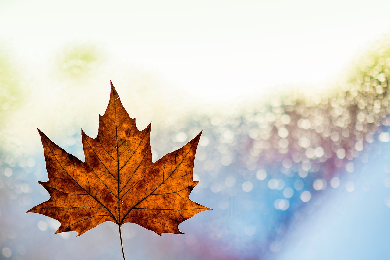 Image - leaf fall autumn bokeh blur