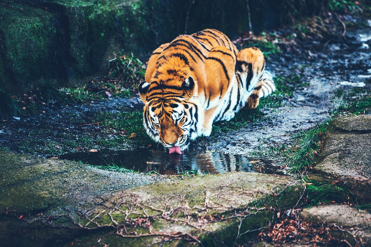 Image - tiger animal wildlife forest water