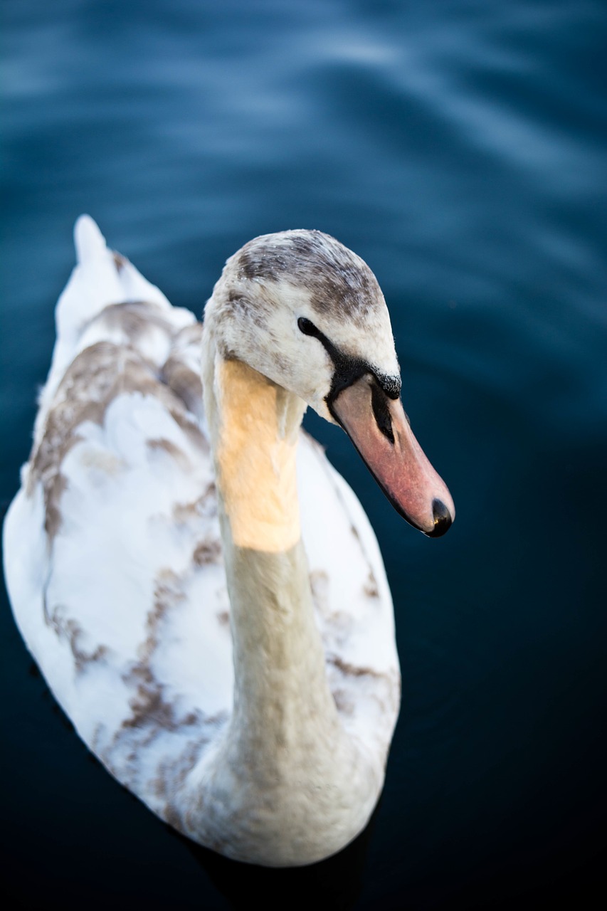 Image - duck bird animal sea water