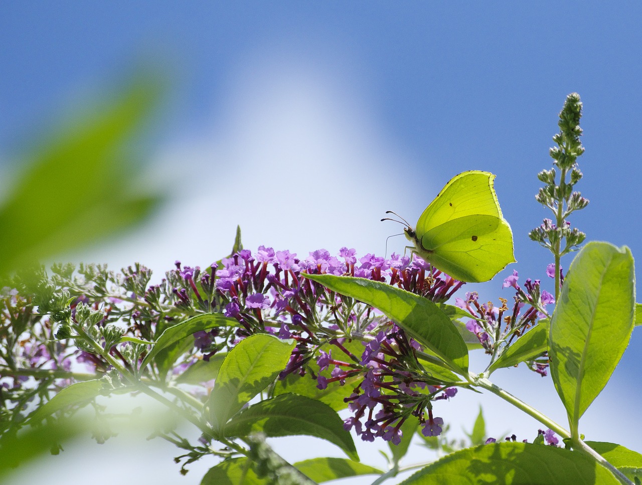 Image - gonepteryx rhamni butterfly insect