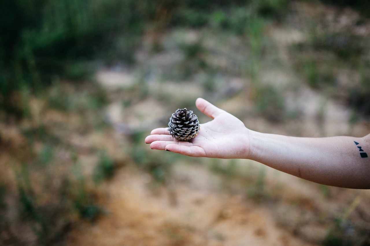 Image - pine cone hand palm arm blur