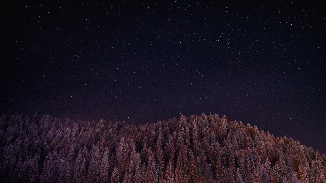 Image - dark night sky stars trees plant