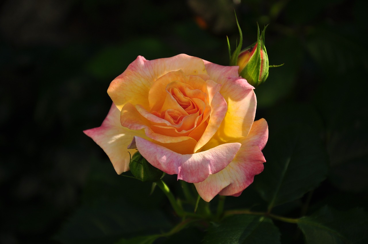 Image - rose multi coloured blossom bloom