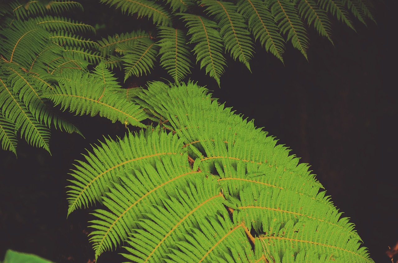 Image - green leaf plant nature dark fern