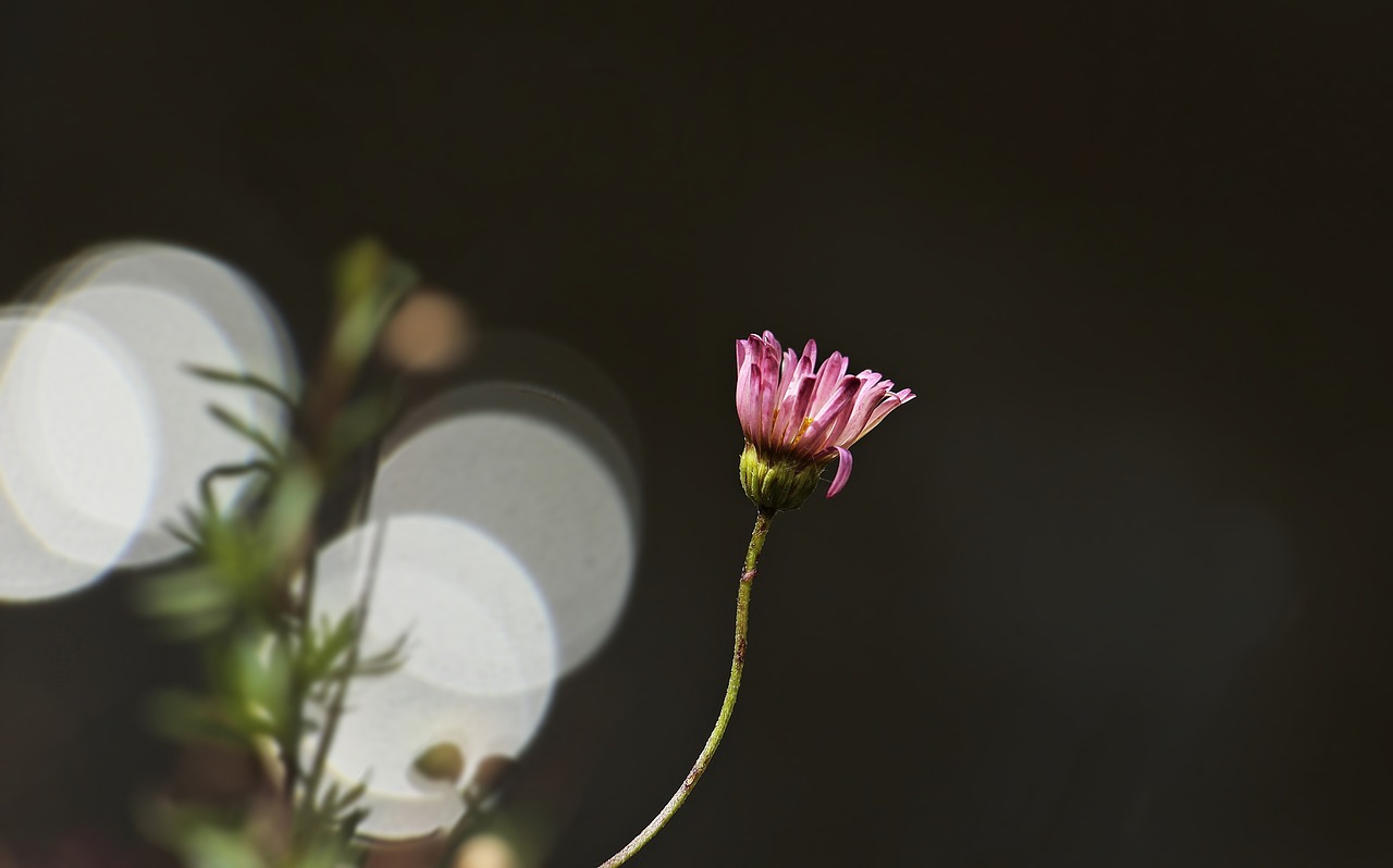 Image - daisy flower bokeh plant nature