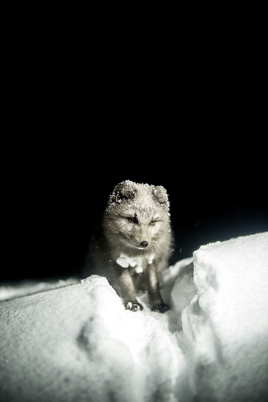 Image - black and white fox animal wildlife