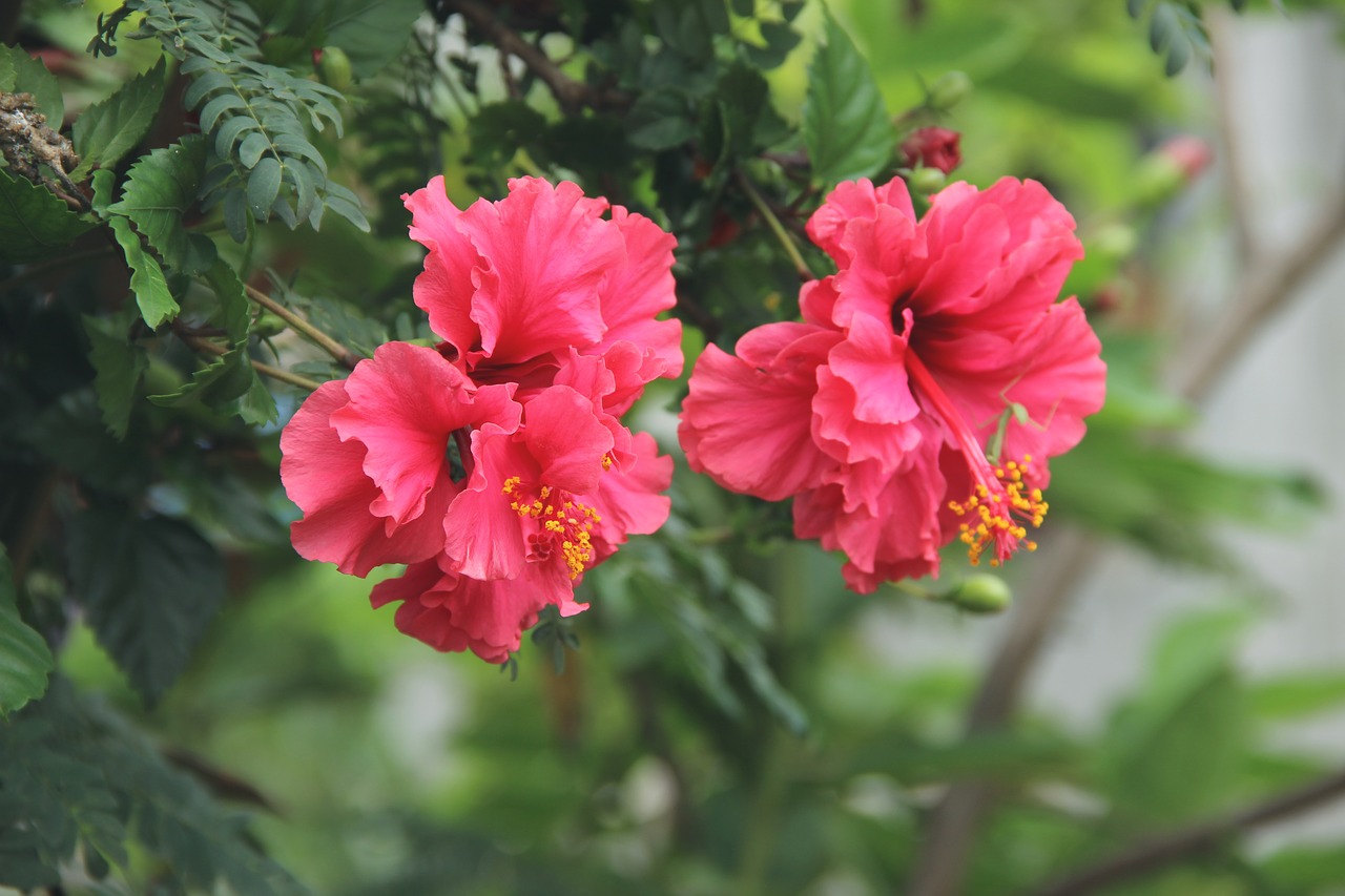 Image - pink petal flower green leaf