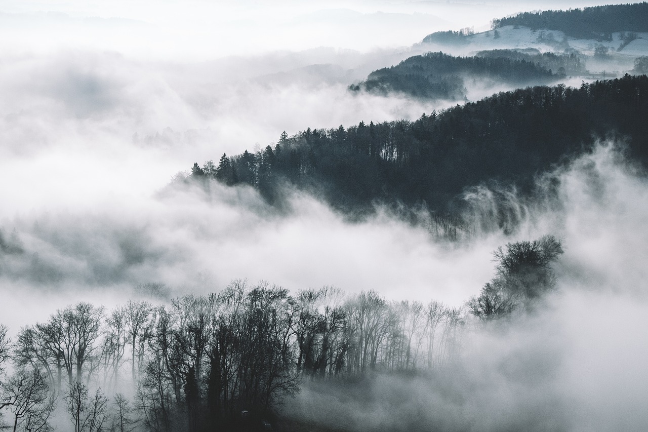 Image - trees plant nature mountain