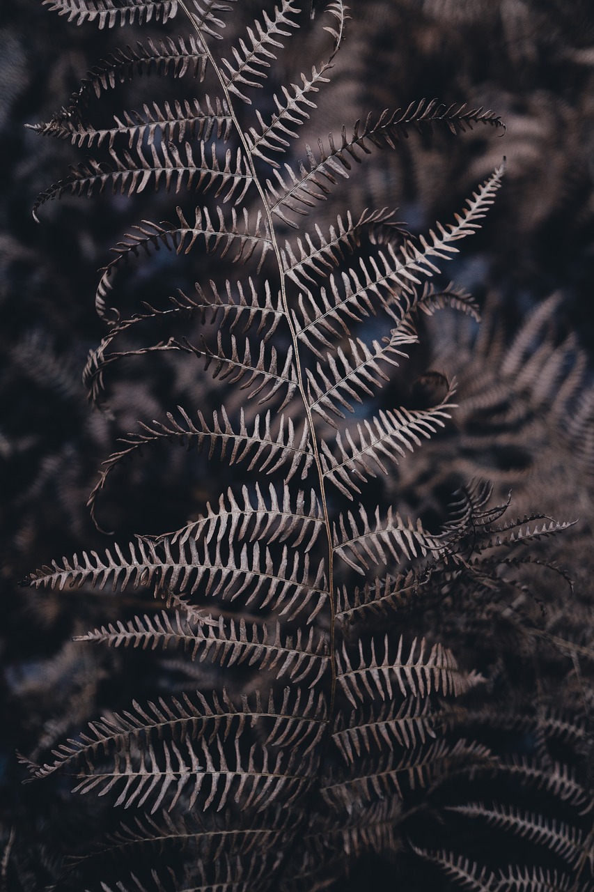 Image - fern leaf plant nature dark