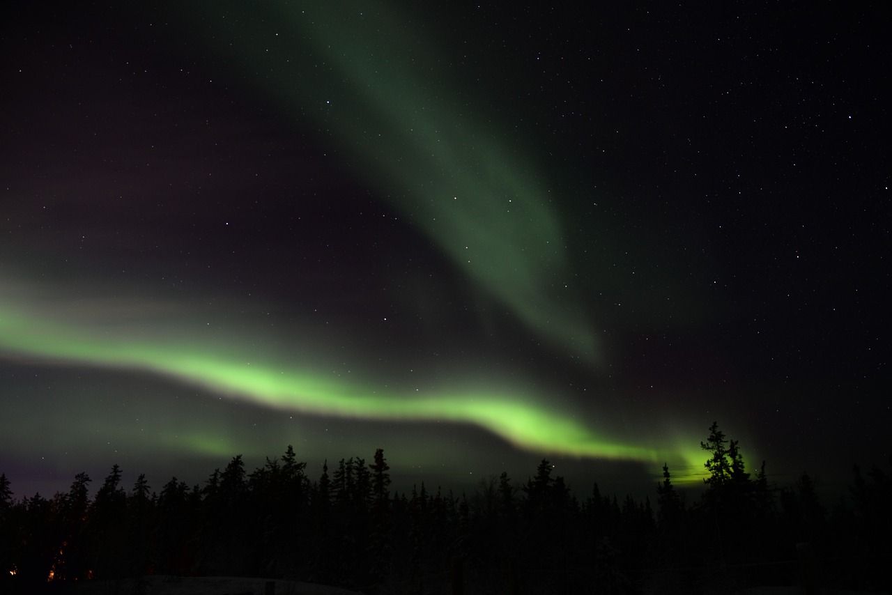 Image - aurora sky night trees plant