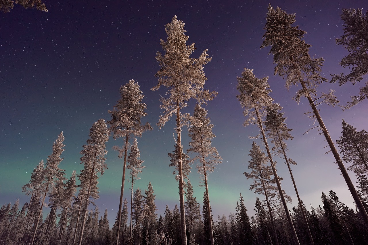 Image - aurora sky trees plant nature