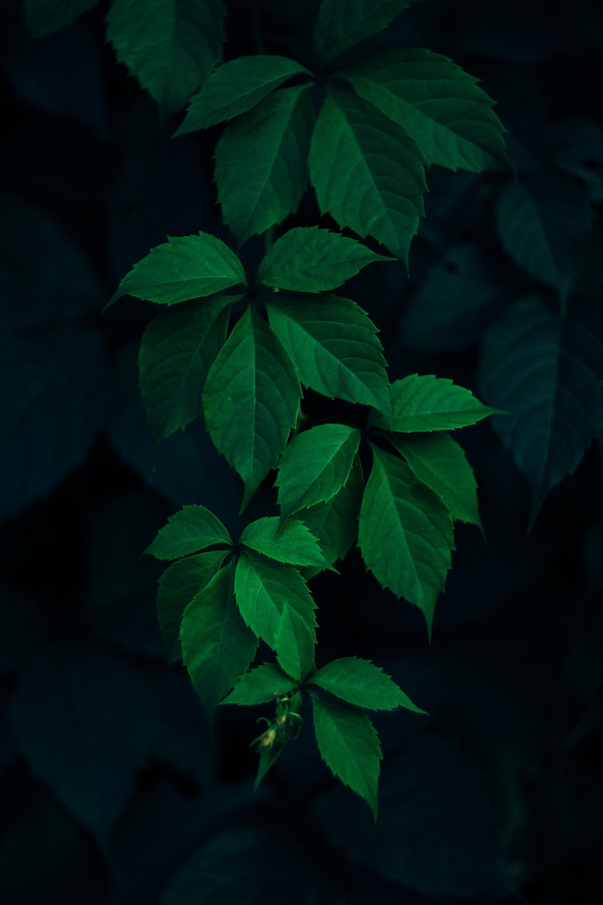 Image - green leaf dark plant blur