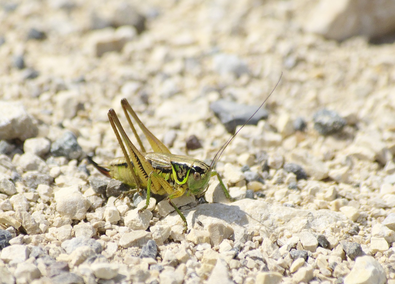 Image - grasshopper close pebble gravel