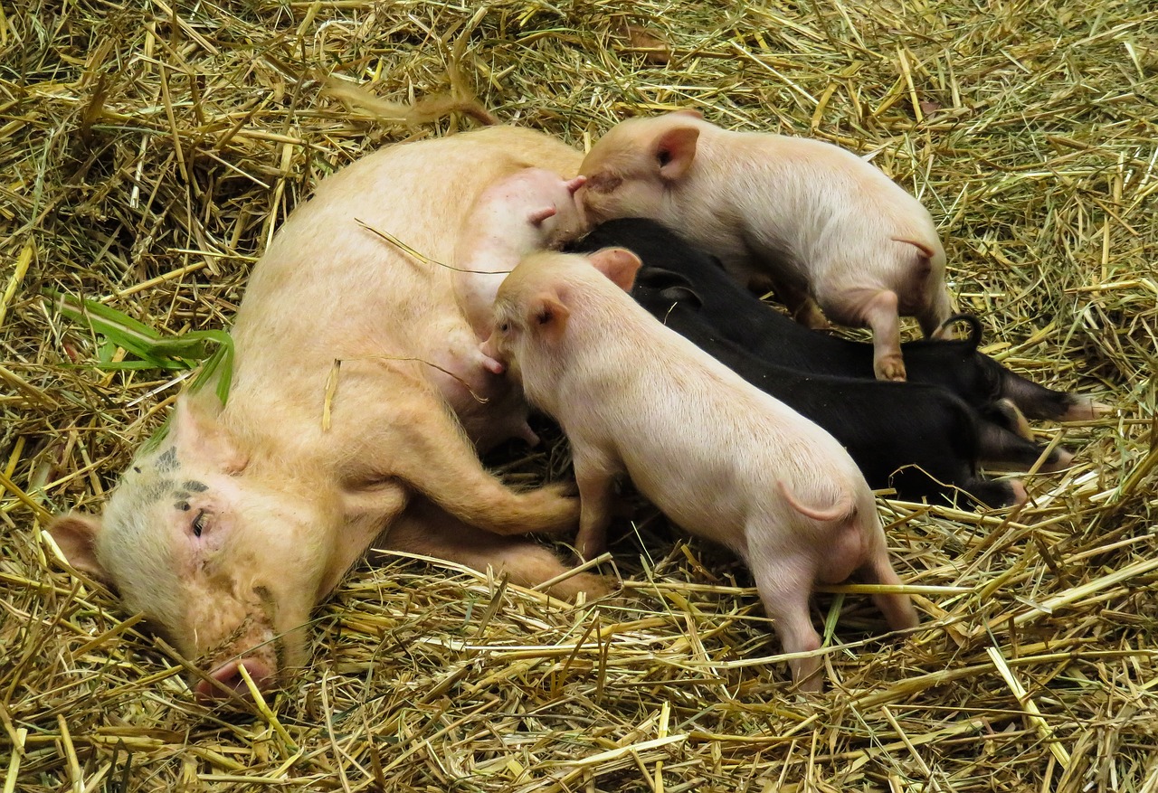 Image - animals pig domestic pig piglet
