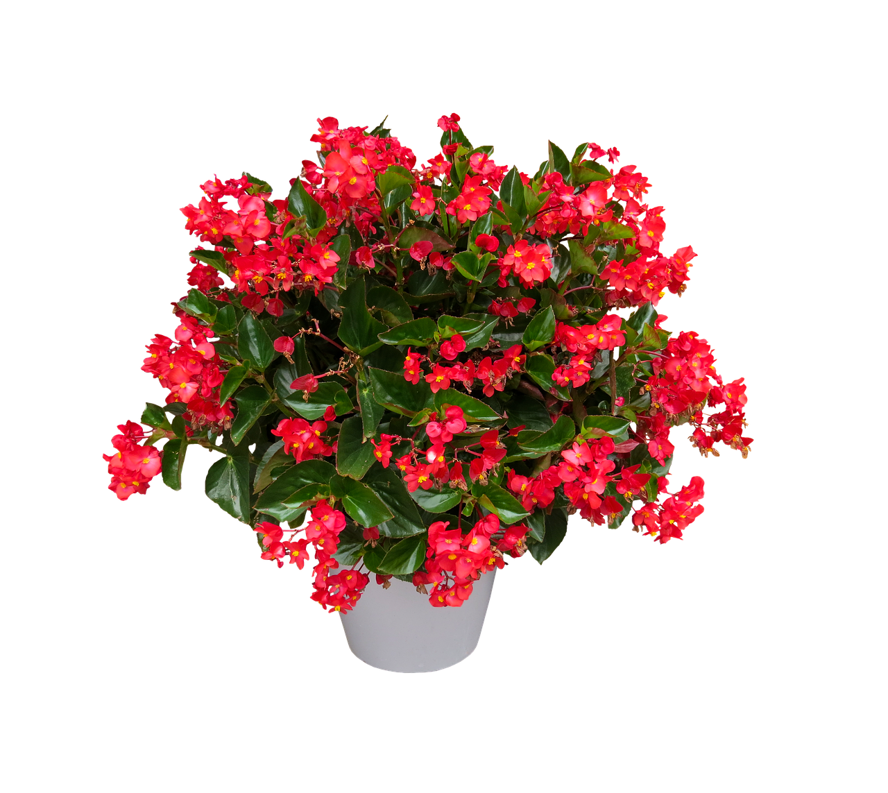 Image - nature flower blossom bloom