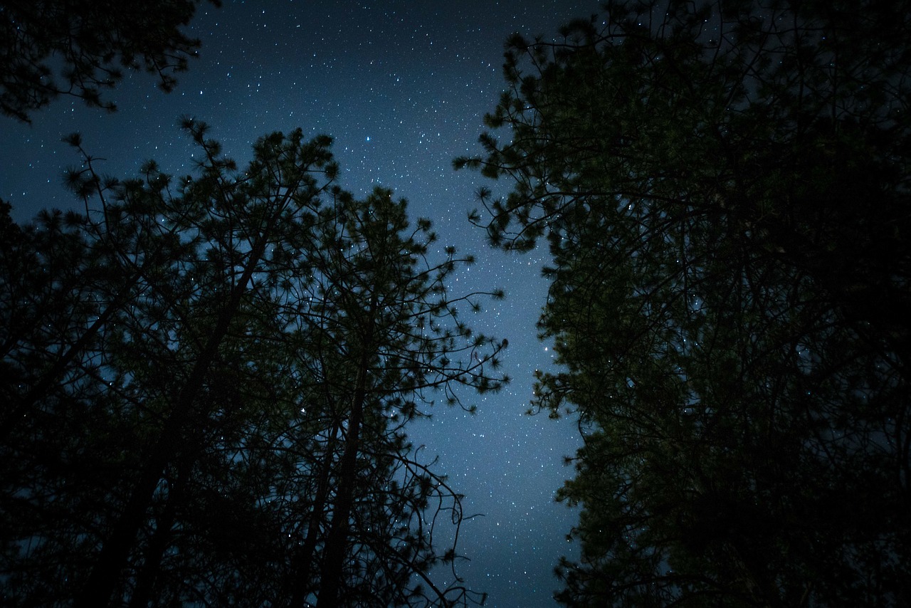 Image - dark night stars trees stargazing