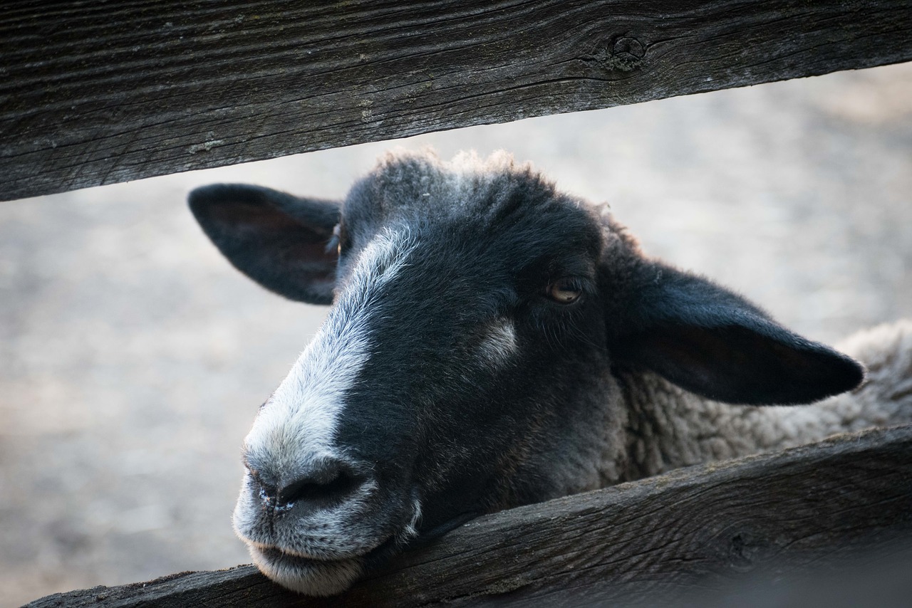 Image - animal snout black white sheep