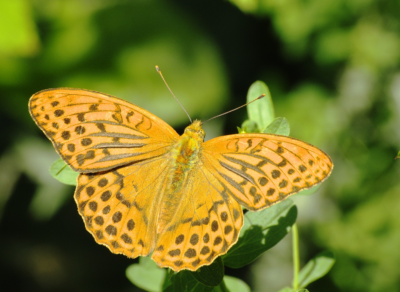 Image - butterflies fritillary butterfly