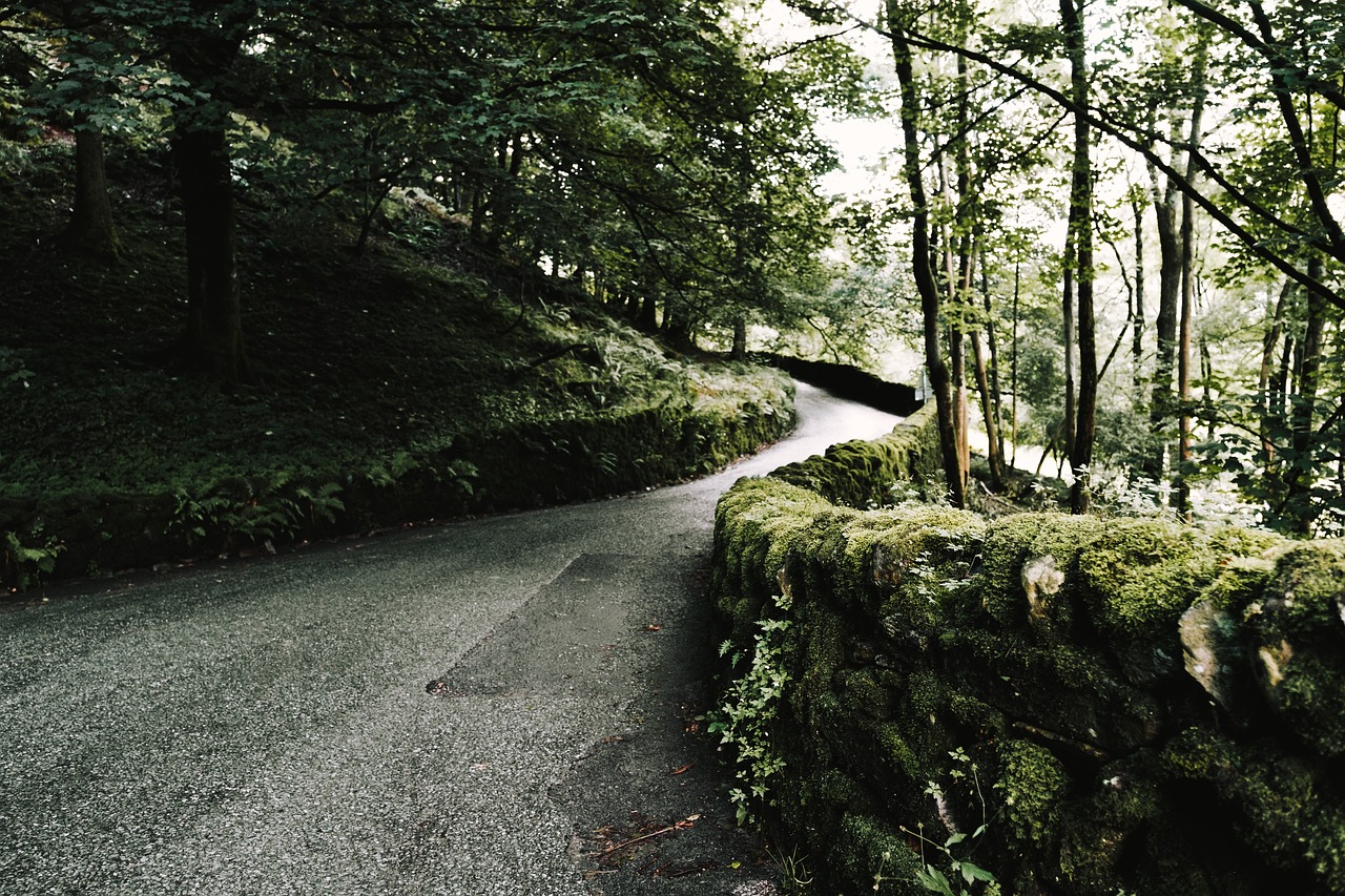 Image - green grass plant trees moss wall